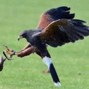 Knebworth House will be hosting a Falconry Week