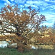Veteran oak tree at Panshanger Park.