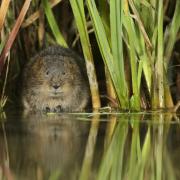 Water vole at Archers Green