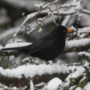 Blackbird in snow.