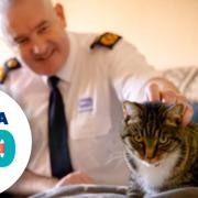 Dermot Murphy, RSPCA inspectorate commissioner, with a rescued cat.