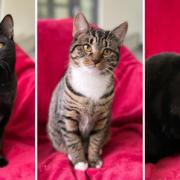 Bizet, Butterfly and Tosca are looking for a new home.