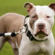 It is now a criminal offence to own or possess an XL Bully dog in England and Wales, and Hertfordshire courts have been cracking down.