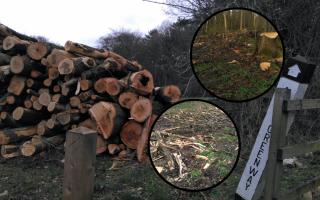 Tree felling commissioned by Brocket Hall estate has been taking place during bird nesting season.